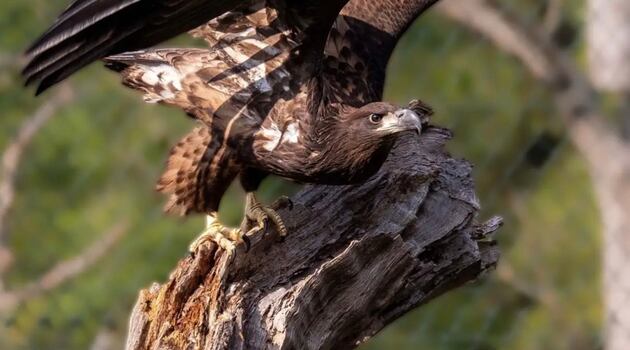 Rare white-tailed sea eagle chick born in Fota Wildlife Pak