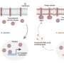 How evolution fine tunes molecular mechanisms to create and maintain membrane diversity between species