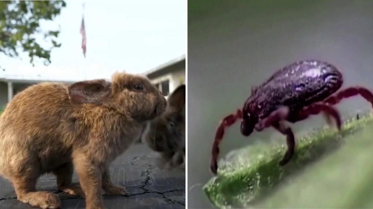 4 cases of 'rabbit fever' confirmed on Long Island, health department says