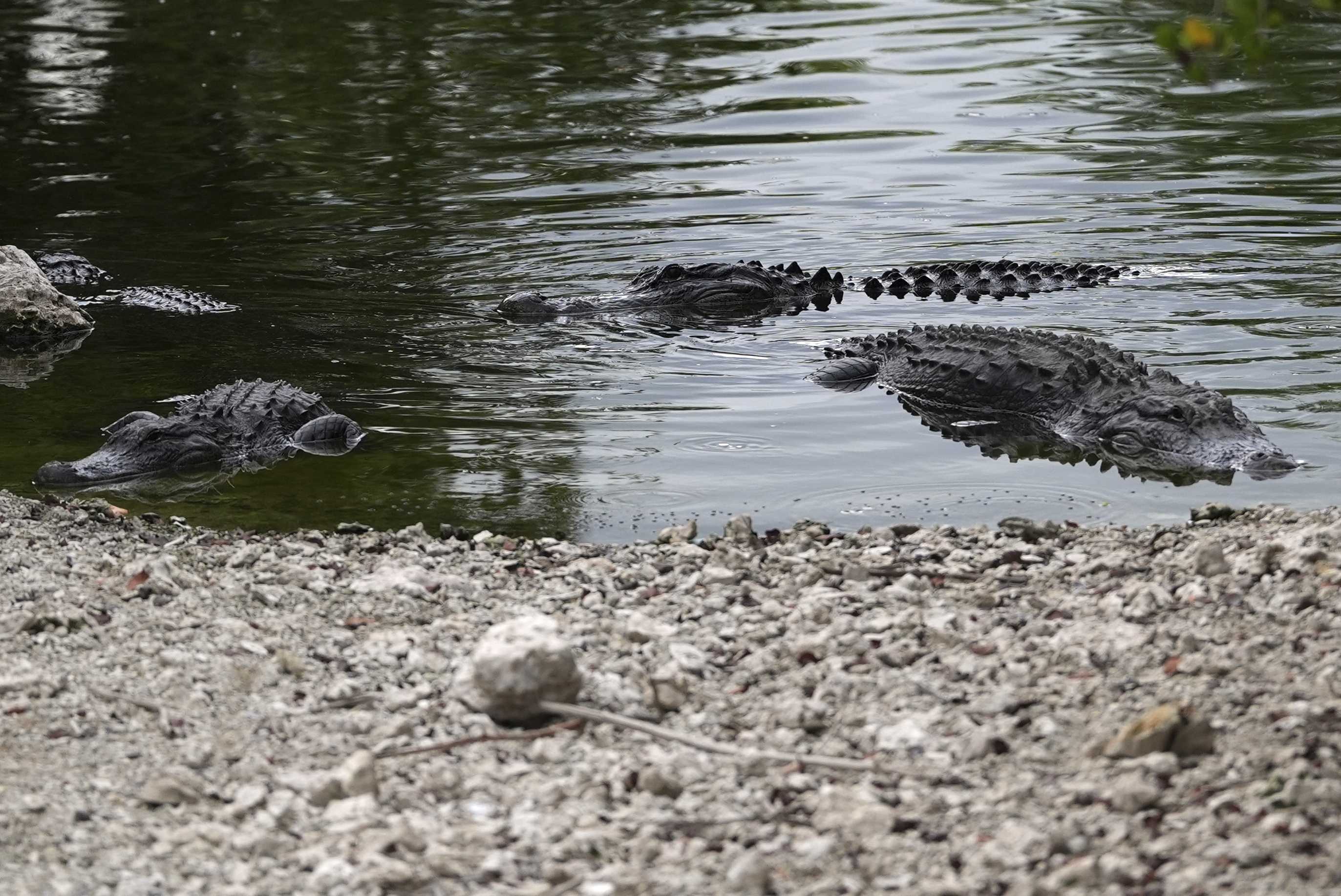 There are over 1 million alligators in Florida | Here's how to track attacks:
