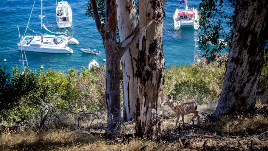 Plan to wipe out Catalina Island deer herd enters final hunting phase