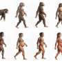 Sugars may have helped fuel the evolution of the human brain, new research suggests