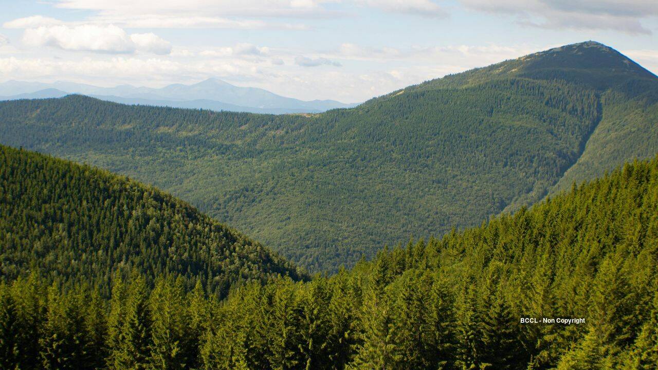 Europe’s forests lose 46% more biomass as drought and beetles spread