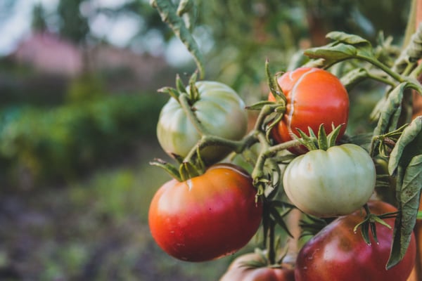 7 things to make when your garden produces more tomatoes than you can eat