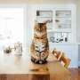 Are cats getting tamer, or is it people who are changing?