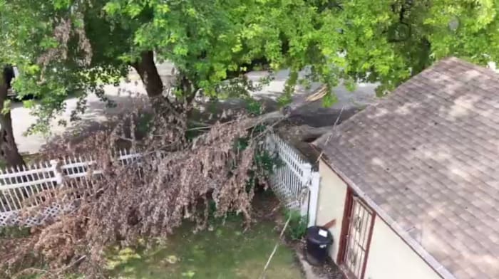 Detroit homeowner says she waited weeks for storm-damaged tree cleanup — until Local 4 called