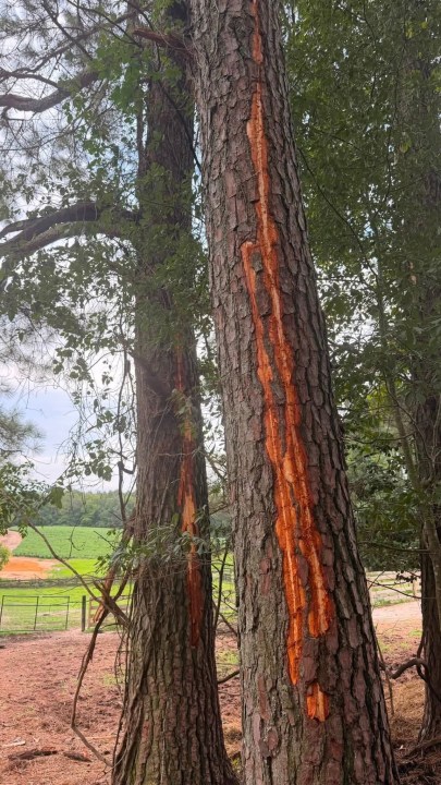 Lightning strike kills donkeys and alpaca in Gloucester County