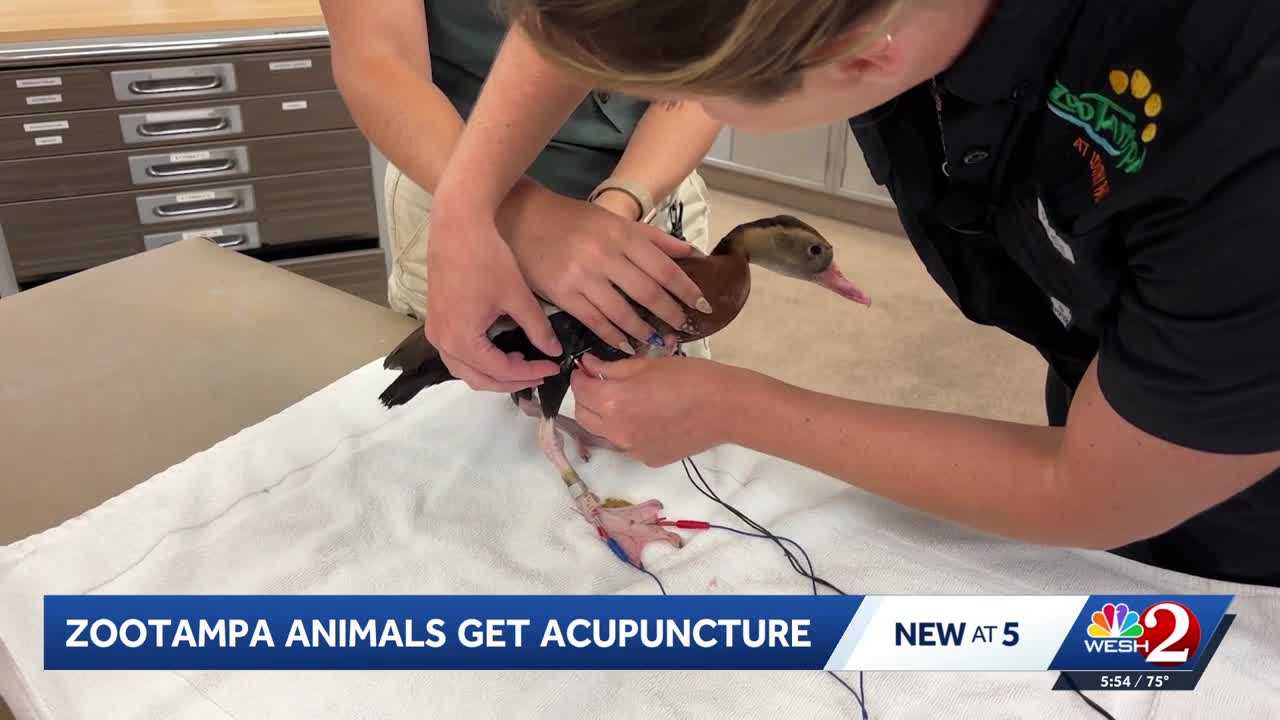 A Florida zoo is using acupuncture on animals | This is what it looks like