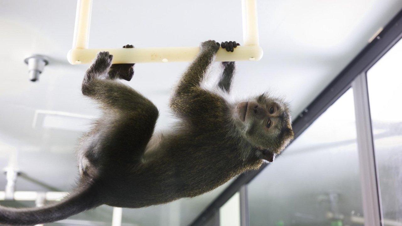 China's pharma has a 'monkey problem' as tough as 'negotiating with Nvidia'