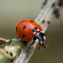 Entomologist: several new insect species reach Estonia annually
