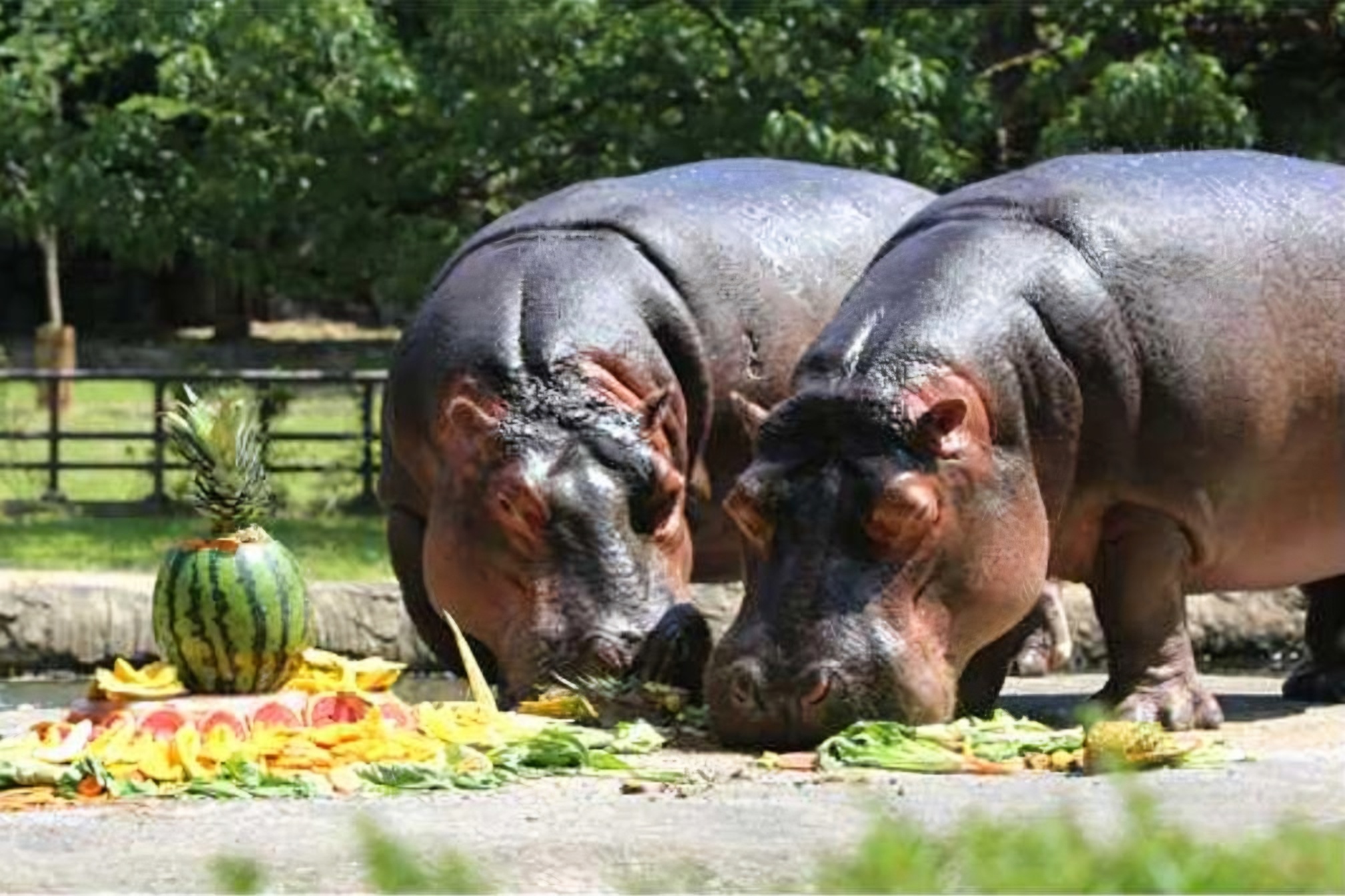 Frozen meat, live fish: Zoo animals in Korea feast to beat heat wave