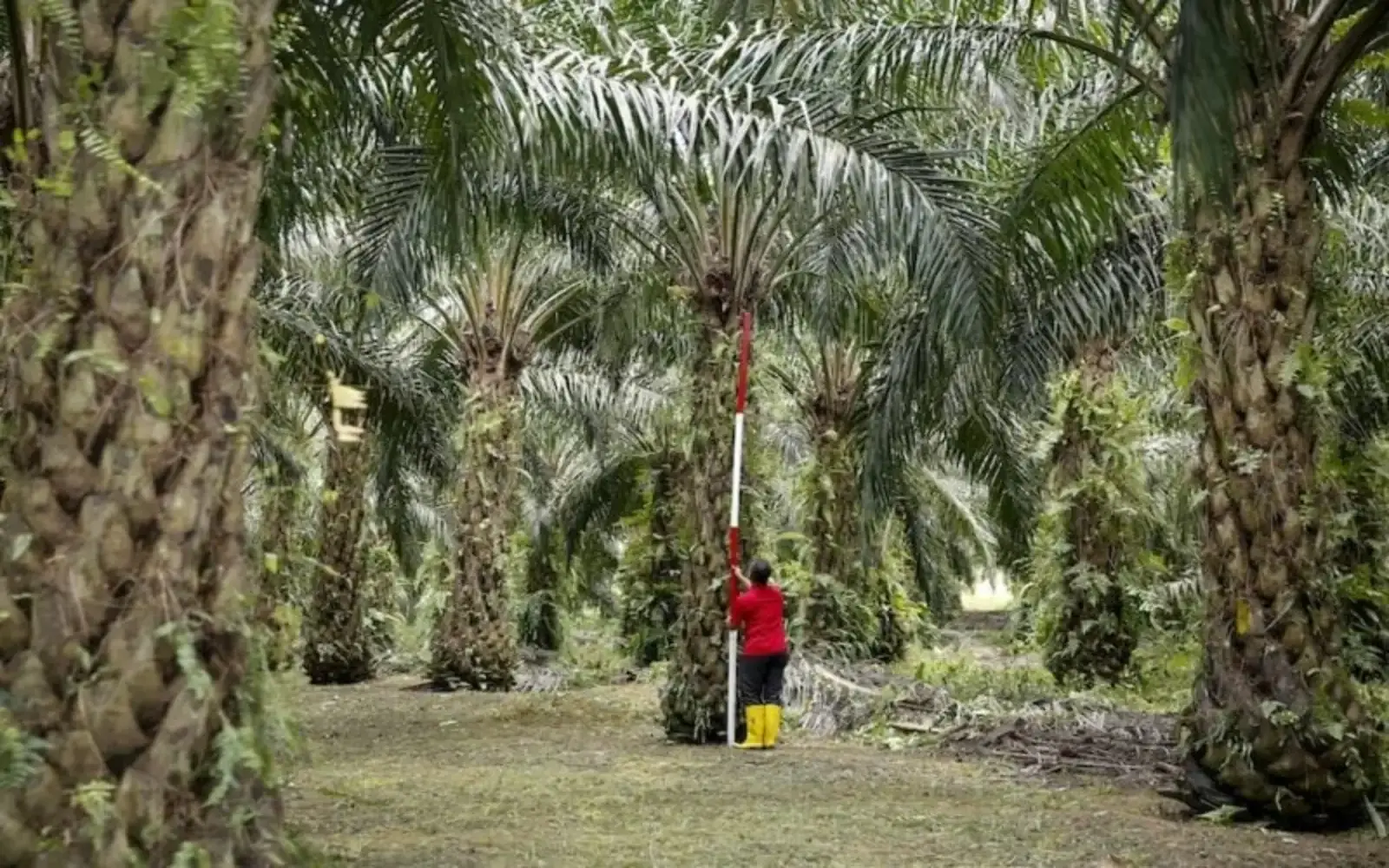 Indonesian rubber growers bet the farm on oil palm