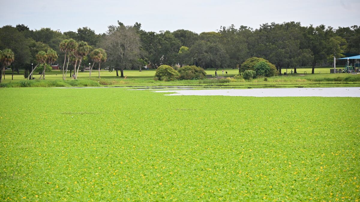 Water lettuce has taken over St. Petersburg’s Crescent Lake. What is it?