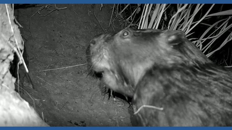Beavers and raccoons seen on Grand Prairie trail cam