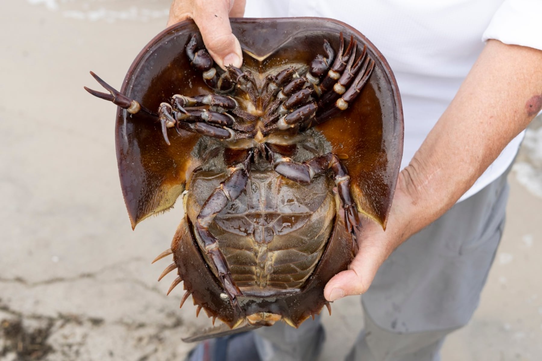 A N.J. lab bleeds horseshoe crabs. Conservation groups say it's killing them.