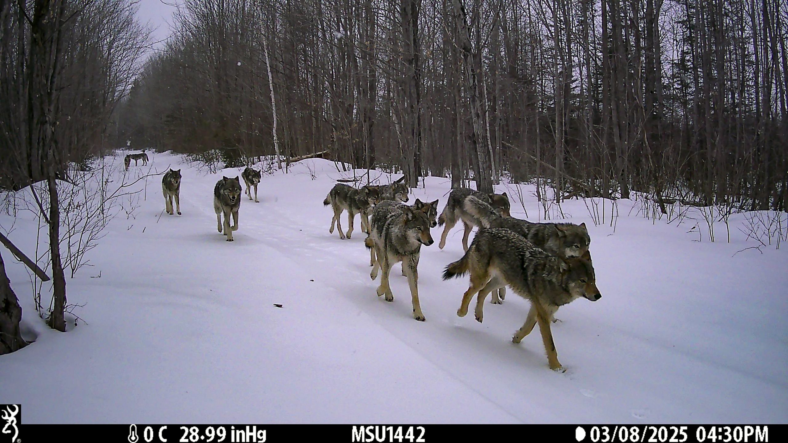 Michigan wolf populations tracked with remote cameras placed around Upper Peninsula
