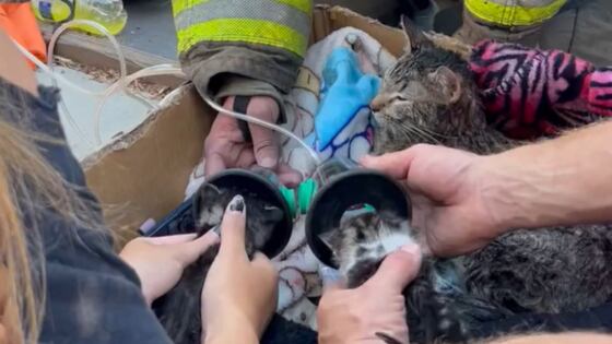 Kennewick firefighters rescue kittens trapped in house fire; use pet oxygen masks