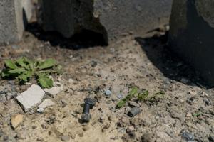 Good Morning, Buffalo: ‘They have been poisoned’: Niagara Falls mother wants answers after toxic discovery near Love Canal