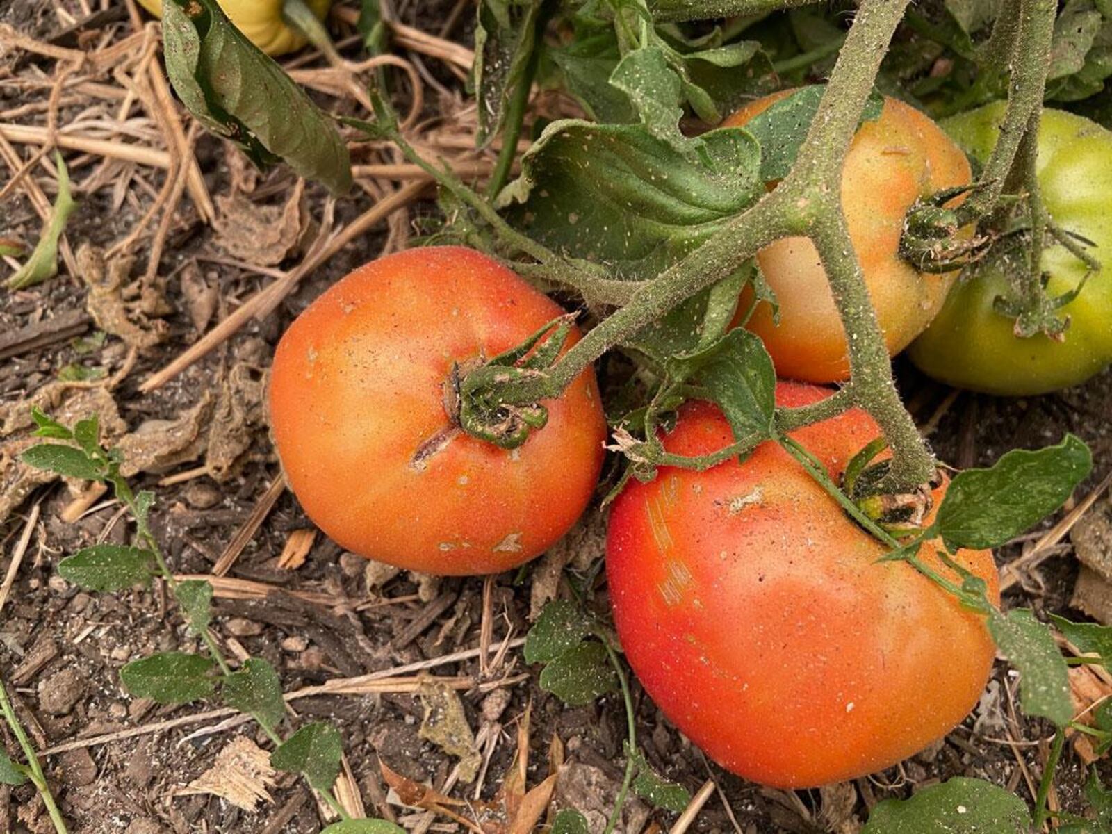 Is Oregon garden produce safe to eat after wildfire smoke and ash?
