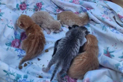 Look: Cat, newborn kittens found living under parked police cruiser