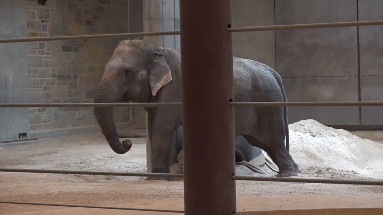 National Zoo kicks off weekend Elefest, celebrating new baby elephant