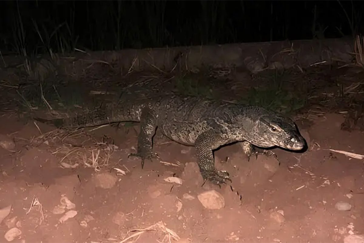 Giant monitor lizard on the loose in Italy as major search launched