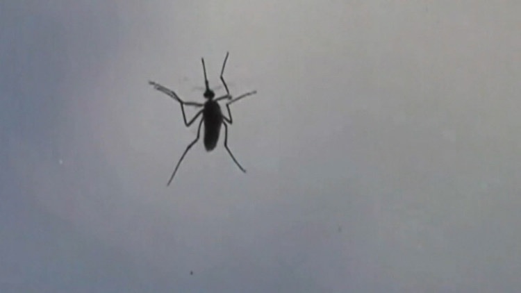 West Nile virus detected in mosquito trappings in 2 Maryland counties