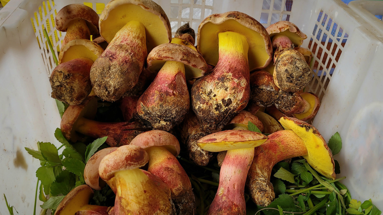 Mushroom that causes 'tiny people' visions traced to one species