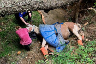 Look: 1,600-pound horse rescued from creek in Georgia
