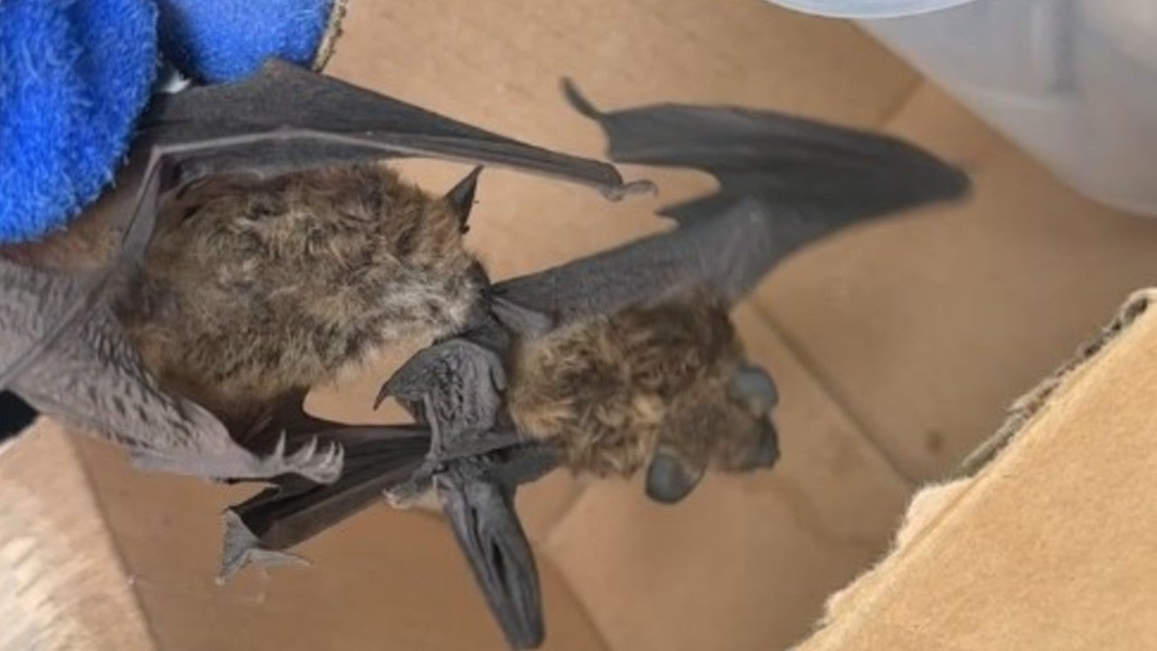 Golden Valley home bat tests positive for rabies, colony found in attic
