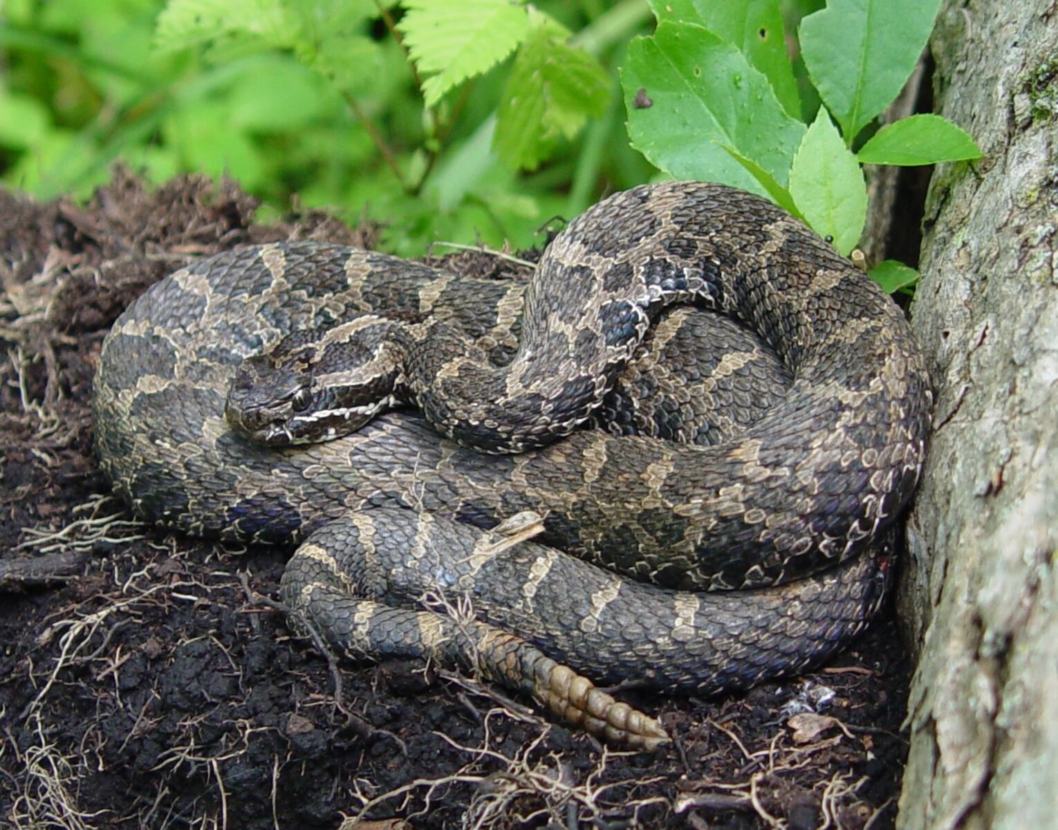 Hands off the rattlesnake: DNR warns after rare snake bites Michigan man