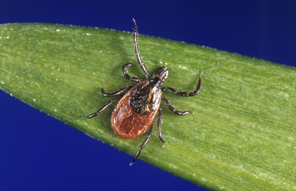 Learn how to protect yourself, pets from tick bites