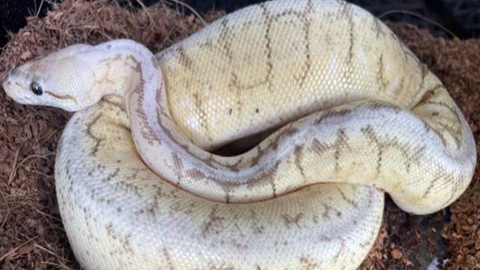 Lost a python? Boston Animal Care and Control might have it.
