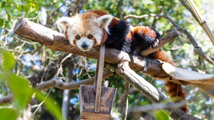 Tragedy strikes California zoo again after loss of red panda cubs
