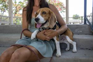 New Braunfels community supports the Braunfels Beagle through unexpected surgery