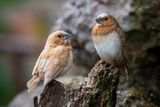 Birdsong and Whale Songs Share a Surprising Similarity With Human Language