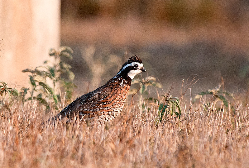 Texas wildlife officials acquire new wildlife management area in Stephens County