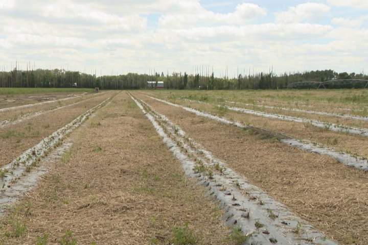 Prairie producers filed more than 4,000 crop insurance claims in stormy July
