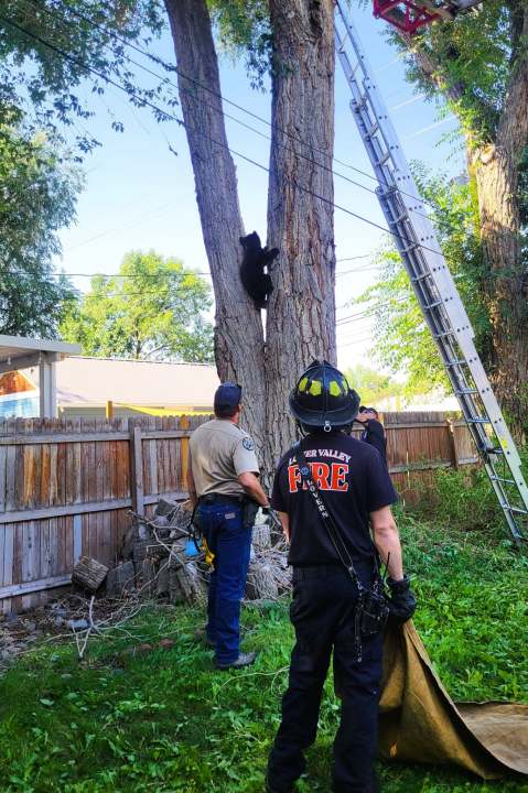 A night-bear on Elm Street: Mother bear and cub relocated from Fruita