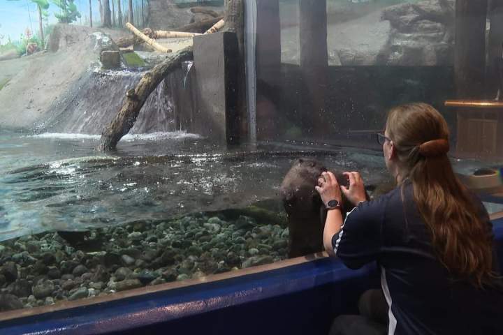 Ontario aquarium welcomes 3 new otter pups