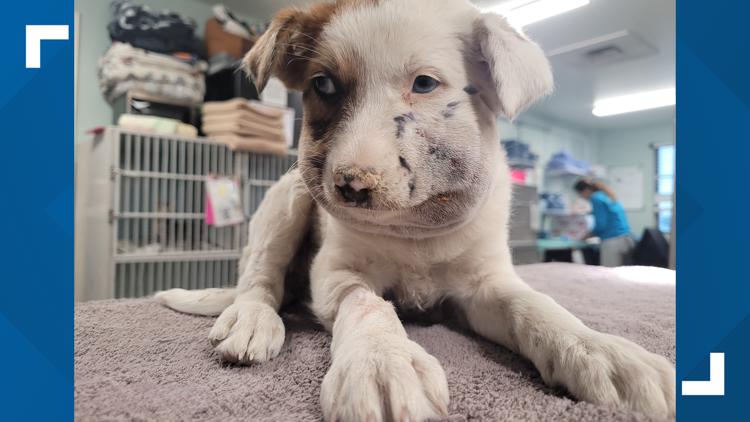 Good Samaritan helps save stray Colorado puppy from suspected rattlesnake bite