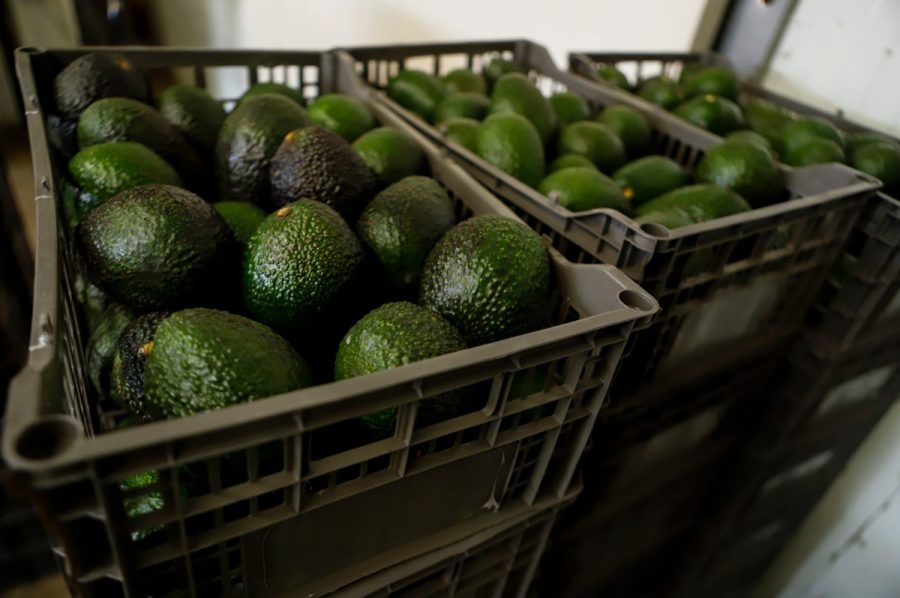 Mexican avocado exports to the US have been stopped again. Why?