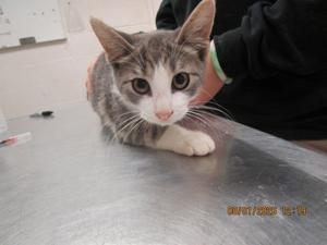 Meet : Pet of the Day