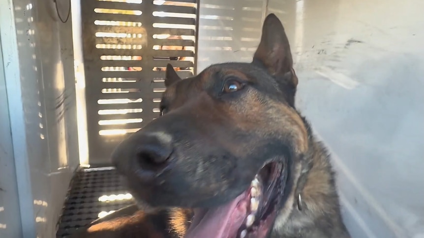 Dogs to be euthanased after man's death in suspected attack