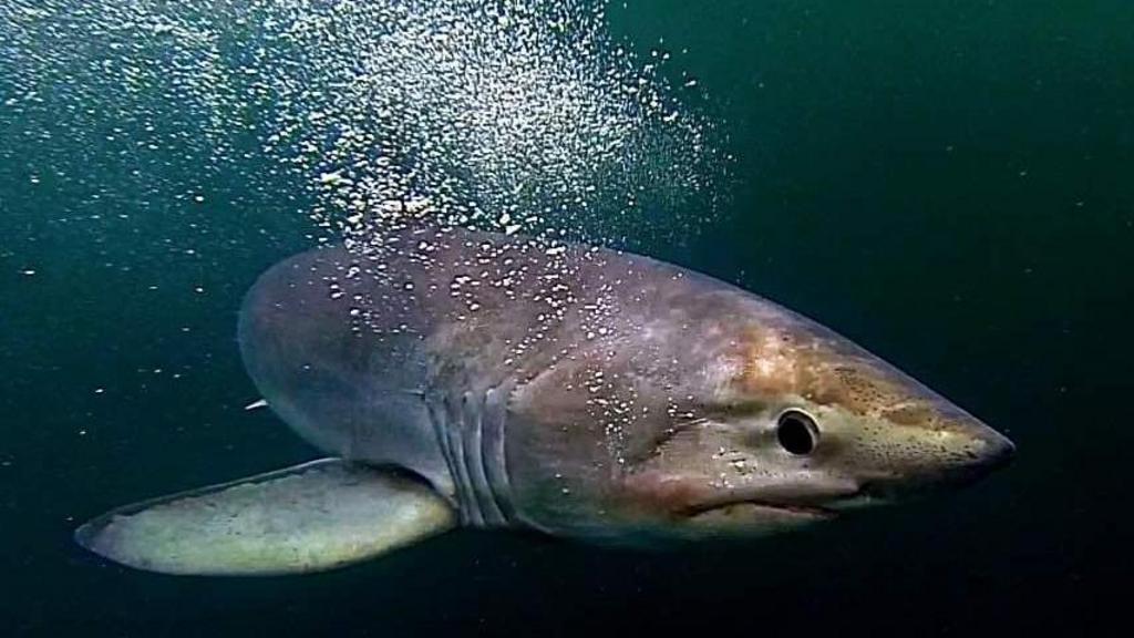 Shark species changing due to warmer waters