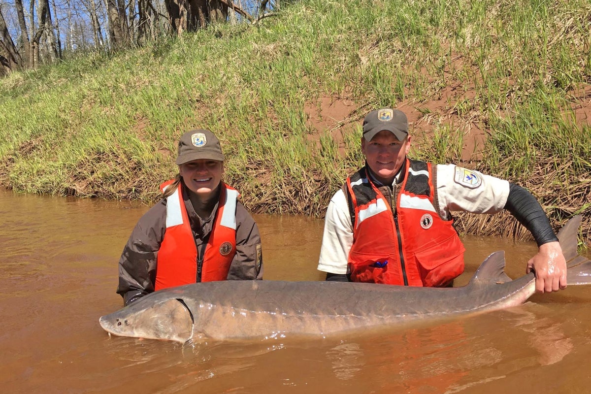 Michigan lake sturgeon shock scientists with incredible 427-year lifespan