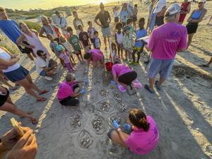 Kiawah Island sees nearly 500 sea turtle nests, the most in years
