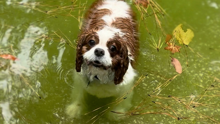 Texas neighbors want answers after dogs enter home, kill family pet while owner was away