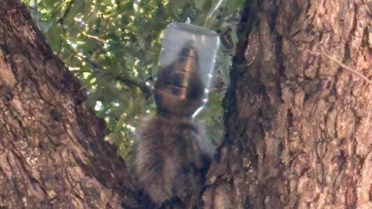 Raccoon rescued after getting mayonnaise jar stuck on its head in Dallas