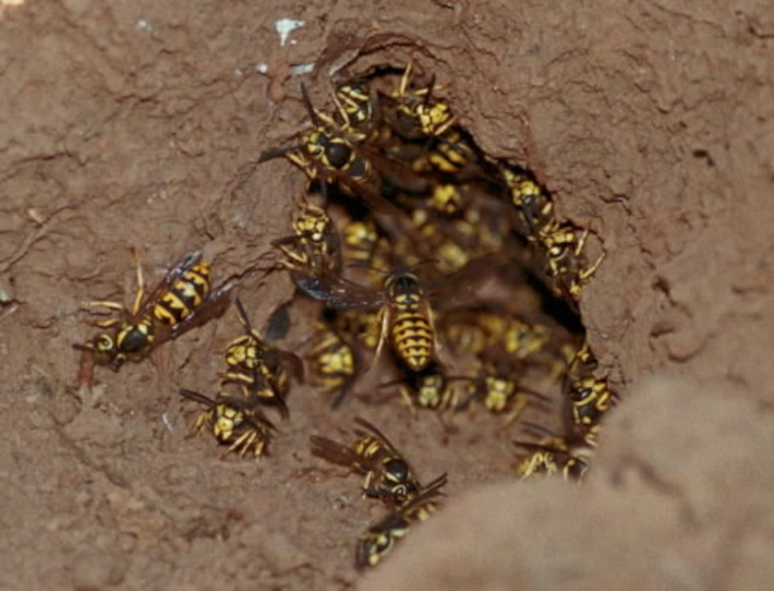 What to do when yellowjackets move in near your garden tomatoes